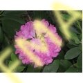 Rhododendron