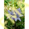 Scilla