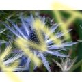 Sea Holly