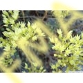 Sedum