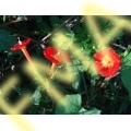 Red Mornin Glory