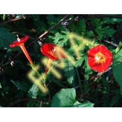 Red Mornin Glory