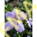Barleria