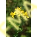 St. John's Wort