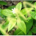 Starflower