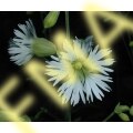 Starry Campion