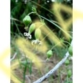 Sticky Catchfly