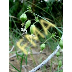 Sticky Catchfly