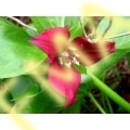 Trillium