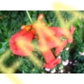Trumpet Vine