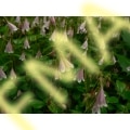 Twin Flower