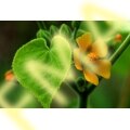 Velvet Leaf