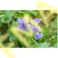 Viola