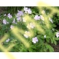 Wild Geranium