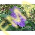 Wild Petunia