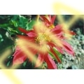 Wild Poinsettia