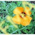 Wild Poppy