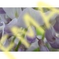 Wisteria