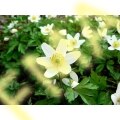 Wood Anemone