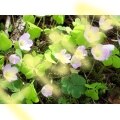 Wood Sorrel