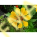 Yellow Bee Flower