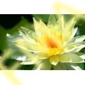 Yellow Lotus
