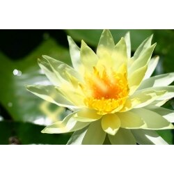 Yellow Lotus
